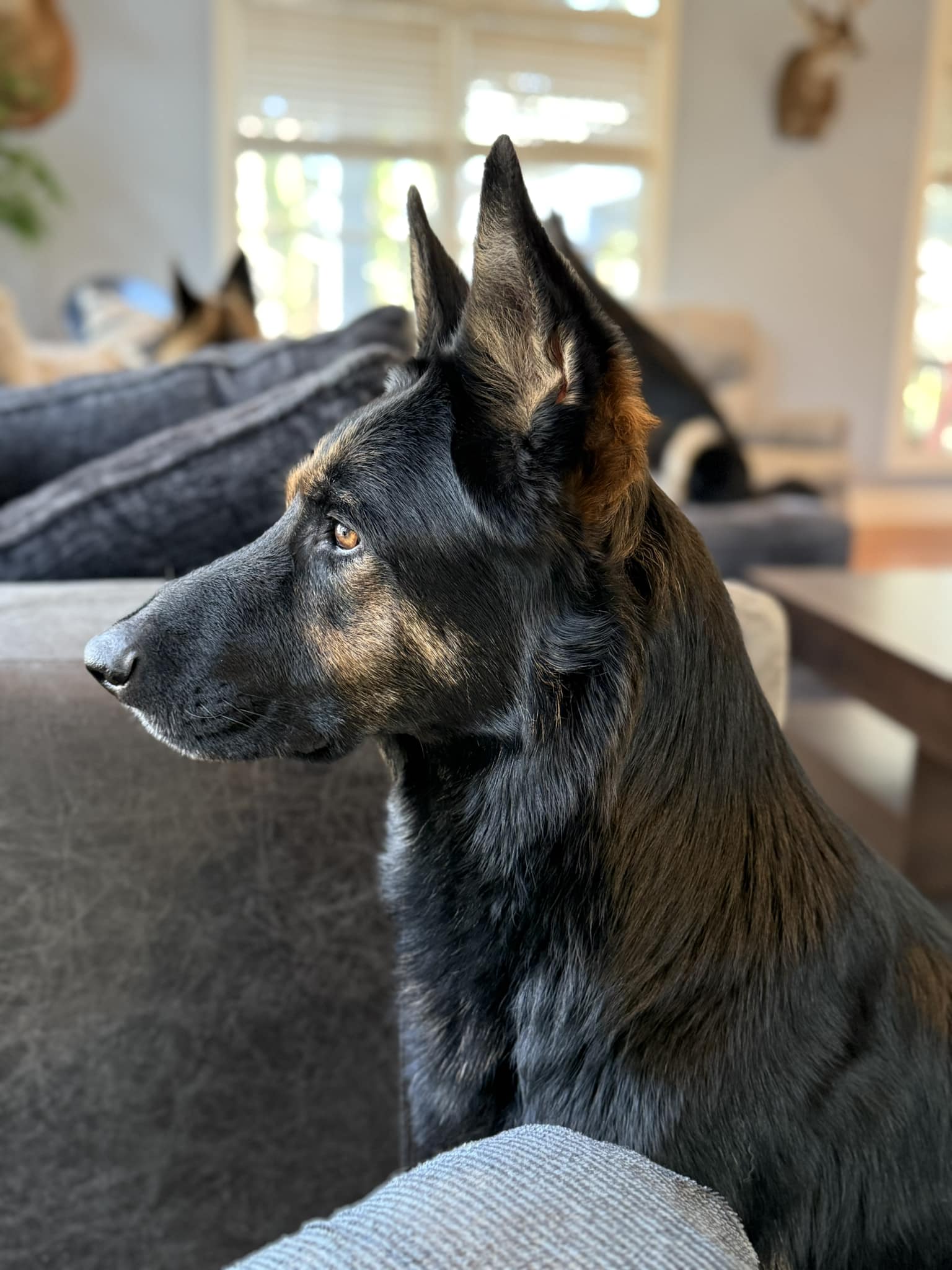 Our German shepherd stretched out in the living room, keeping an eye on the door.
